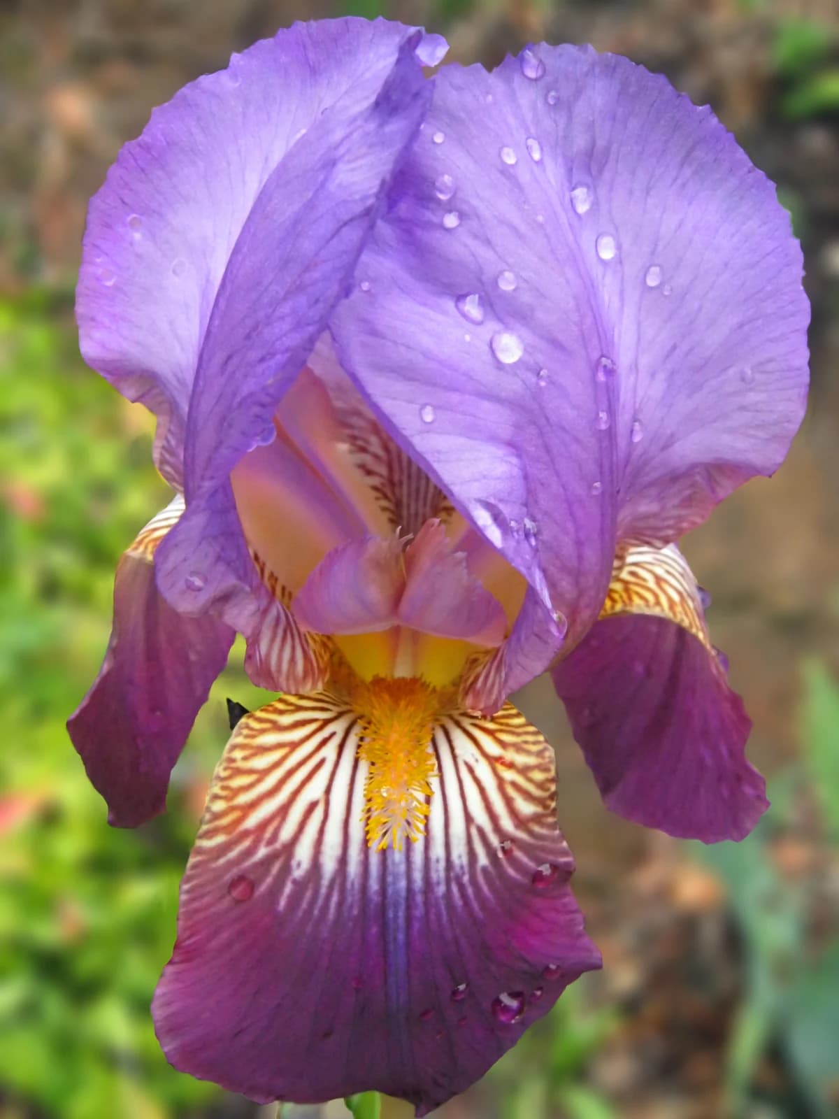 Hoa iris diên vĩ tím với cánh dựng và cánh rủ