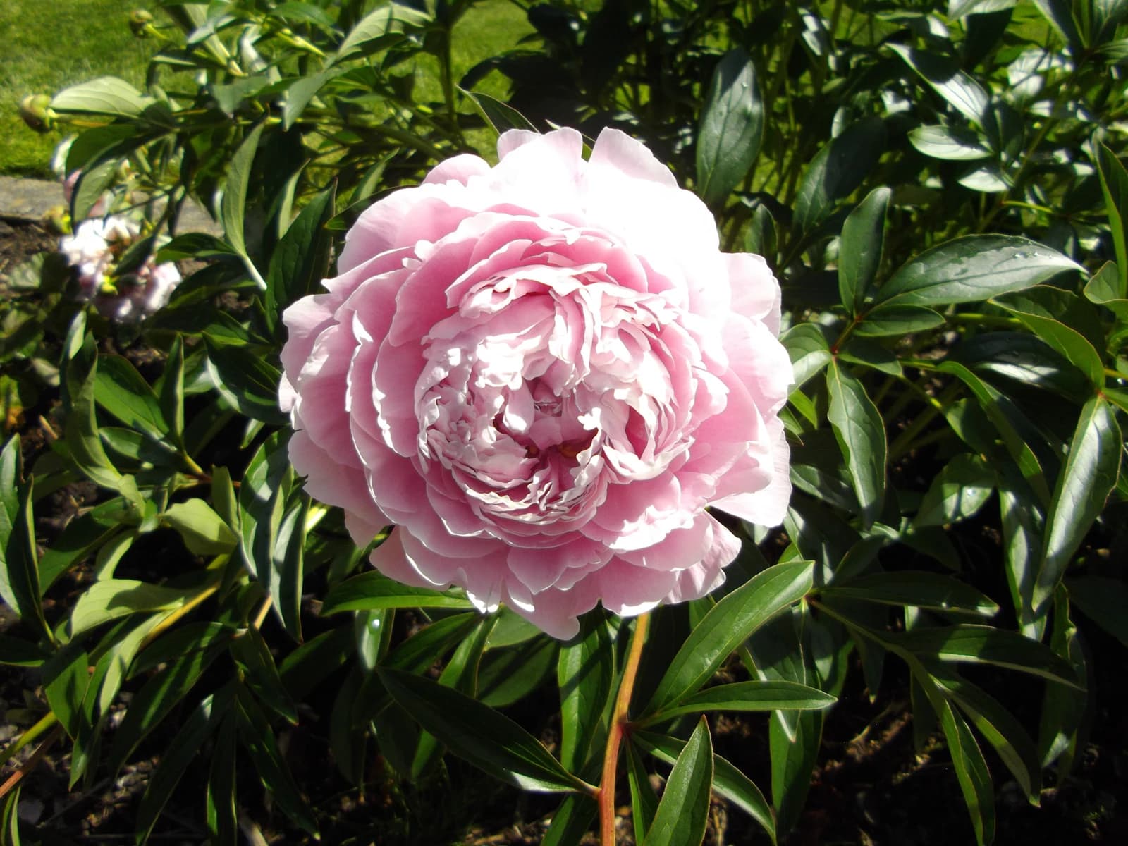 Bông mẫu đơn peony Paeonia lactiflora màu hồng nhạt trong vườn