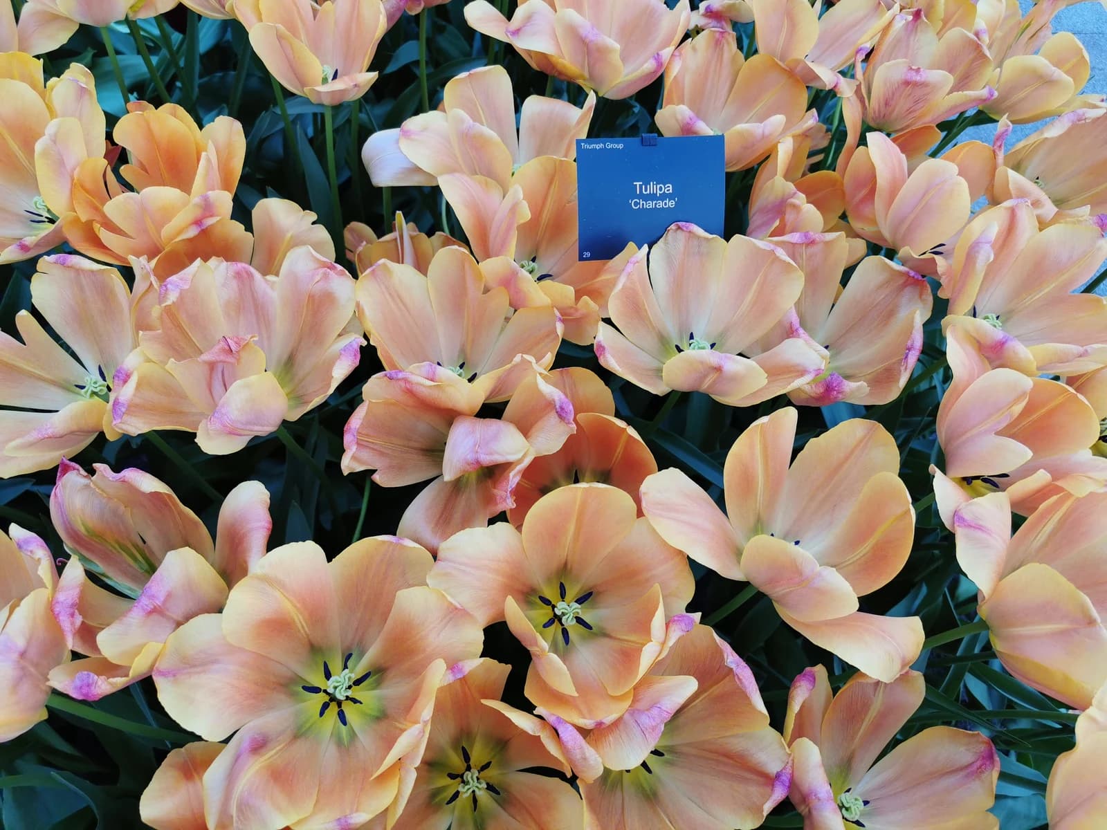 Hoa tulip giống Charade màu vàng hồng đang nở